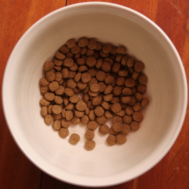 Expensive dog food just as good as grocery store varieties