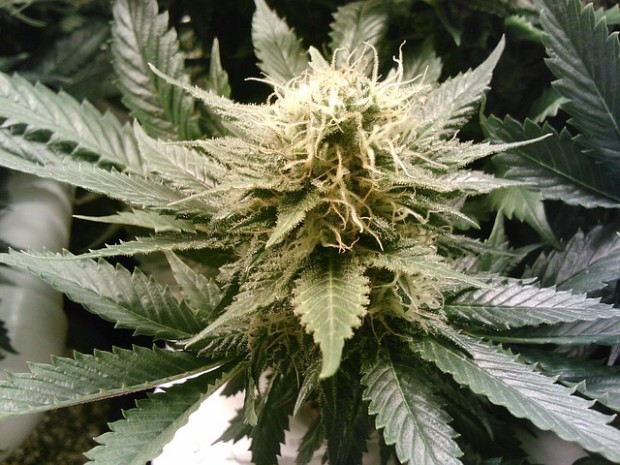 UN fights drift towards marijuana legalization