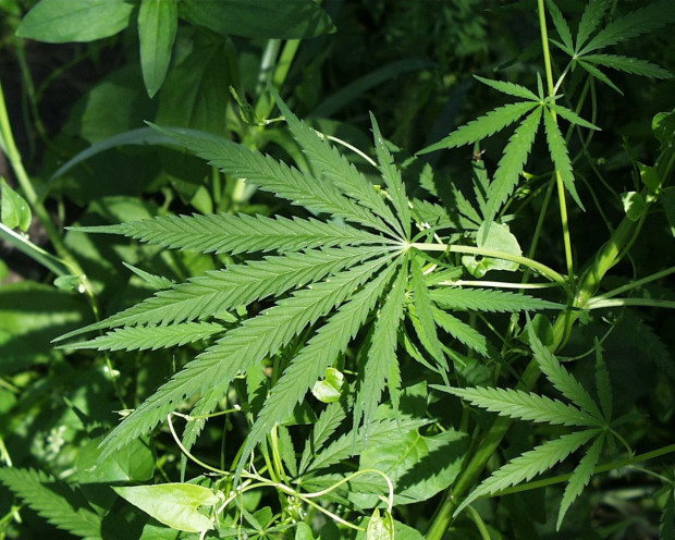 Mississauga slated to license marijuana production