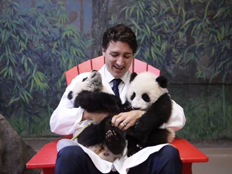 Toronto pandas cuddle with politicians
