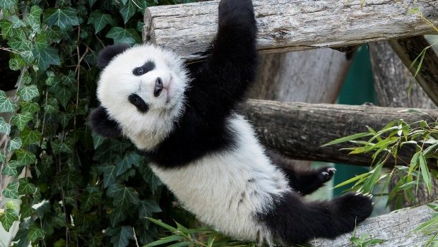 Vienna zoo panda twins venture outside for the first time