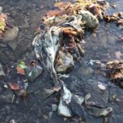 Something Fishy in Etobicoke Creek