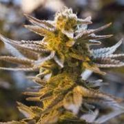 Marijuana effects clouded in mystery