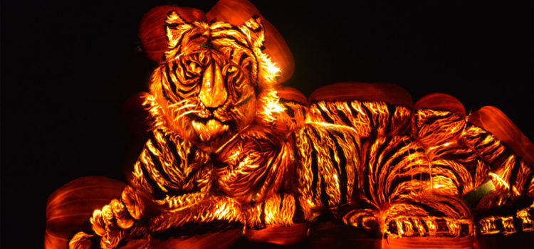 Jack-O-Lanterns Come Alive: ‘Pumpkins After Dark’ Puts A New Twist On Halloween Fun