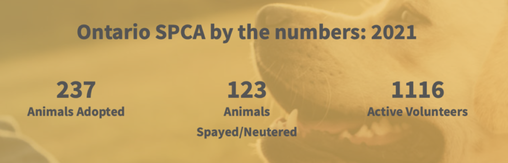 Ontario SCPA showing number of Animals Adopted, Spayed/Neutered and Active Volunteers in 2021