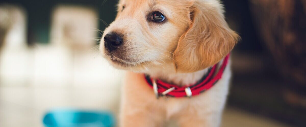 ‘Pandemic Puppy’ trend feeding irresponsible breeders