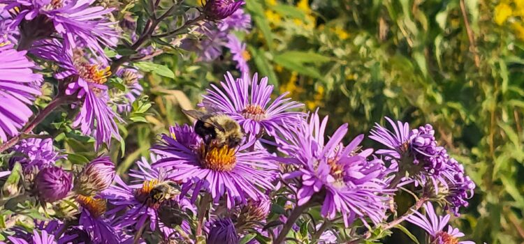 Local gardening centre uses grant to support pollinator insect population