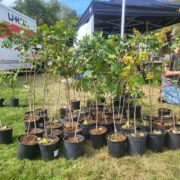 Neighbourhood Association gives away 200 trees at the 5th Annual Long Branch Tree Fest